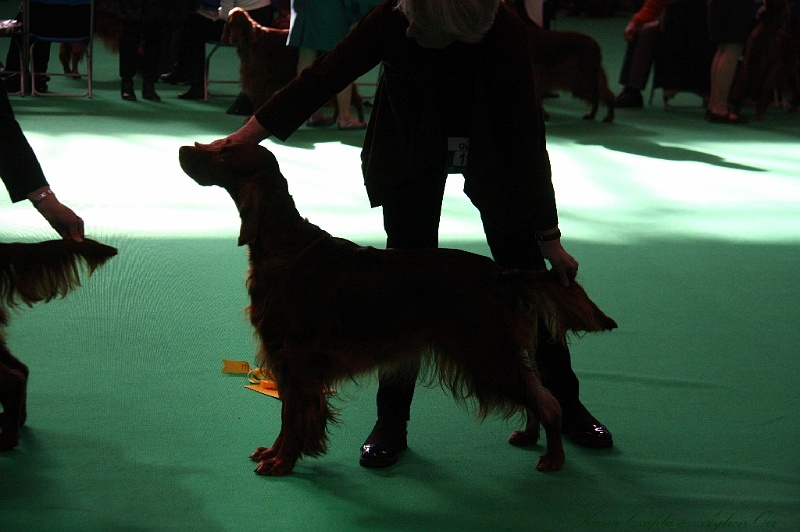 Crufts2011 651.jpg